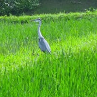 引地川親水公園散策