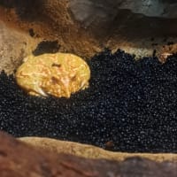 鳥羽水族館