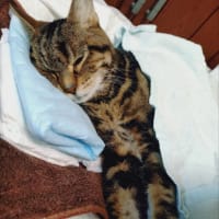 15歳8ヶ月でした