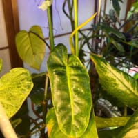 休んでる間も植物は育つ。