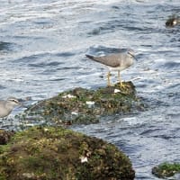 05/30探鳥記録写真-2:遠賀川河口の鳥たち（キアシシギ三昧、）