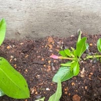 ダンゴムシ、その後