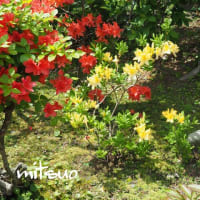 「黄蓮華躑躅の花が咲きました」　MY　GARDEN　2025.05.28日撮影