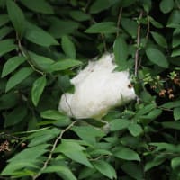 7月初旬の箕面のお山にて
