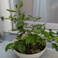 さくらもちさま🌸ありがとうございます🥹🍀