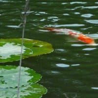 吹上菖蒲園で撮影会