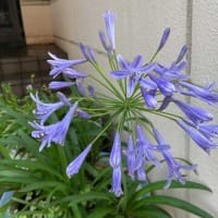 朝ウォーキングの風景。令和7年6月26日。花が３つ。