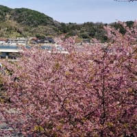 山陰の桜　美保関町　3月20日