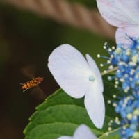 にしさんの花日記　千葉県　本土寺　花のお寺です