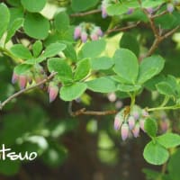「裏白瓔珞の花が咲きました」　MY　GARDEN　2025.05.28日撮影
