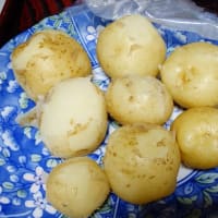 春ジャガイモ先行収穫
