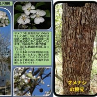 マメナシ（豆梨）の花