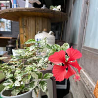 ハイビスカス🌺開花