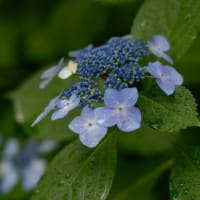 お写んぽ＊６月・雨の訪問者
