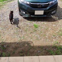 庭のブルーベリー＆ハスカップ狩り　黒猫出勤