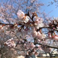 坂戸　安行桜を見に行った