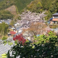 京都に負けじと茶地岡の桜。