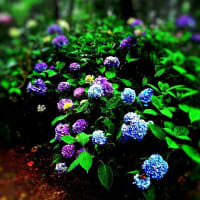 「長居公園」内「長居植物園」の「アジサイ園」へ→紫陽花を愛でたヨッ♪
