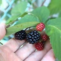 庭のブラックベリー、今が最盛期です。