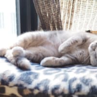 レム睡眠中に痙攣する猫