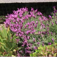2025ー07ー12(^_-)-☆初夏の我が家の花壇～🌹バラの花達のミュージックMovie②！