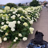 開成町の綺麗な紫陽花②