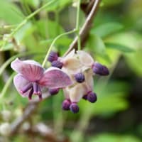 アケビとカリンの花