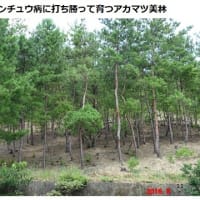 人とアカマツ林そしてマツタケ まつたけ マツタケ 謎多いきのこ 人とアカマツ林そしてマツタケ まつたけ マツタケ 謎多いきのこ
