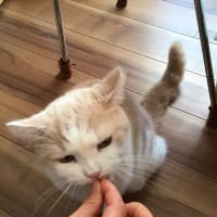 チャーミングの病気予兆