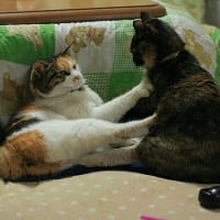 大きくなった