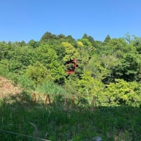 自然公園を散策