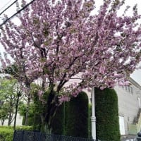 この時期の洗濯物