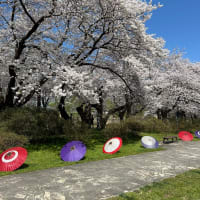 さくら名所100選の一つ　北上展勝地の桜