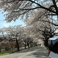 ハシゴ桜