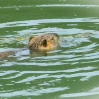 カイツブリ再び産卵