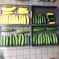 　大雨・大風でズッキーニ2株被害　収獲ズッキーニ大量・キュウリ