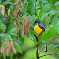 コスタリカ紀行　第2日目　ラ セルバ国立公園編　その４／ミドリキヌバネドリ　オグロキヌバネドリなど