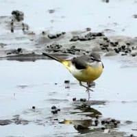 04/19探鳥記録写真-2：狩尾岬の鳥たち②（キセキレイ三昧、）