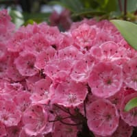 豊田市西山公園　お花いろいろ　2020