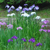 明治神宮御苑　　花菖蒲田に150種、1500株の花菖蒲　　　4