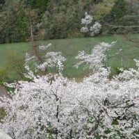 満開　庄川水記念公園の桜