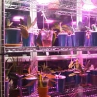 Orchid-Thinking about the setting of LED plant growth light
