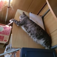 すよすよ