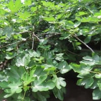 次は無花果です