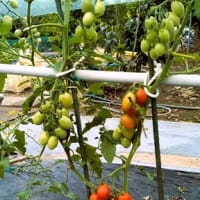 ブルーベリー収穫　＆　ミニトマト色づいてきた