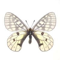 チョウセンウスバキチョウ Parnassius eversmannni sasai 0 チョウセンウスバキチョウ Parnassius eversmannni sasai 0