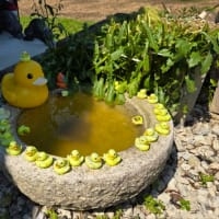 留守番してたチビ＆デカチワワです