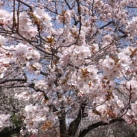 嵐山桜