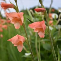 あじさい狩り　静岡県掛川市原里　加茂荘花鳥園・花菖蒲園（8）コロナ発症