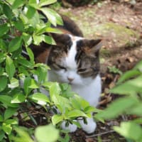 春のお花が次々と・・